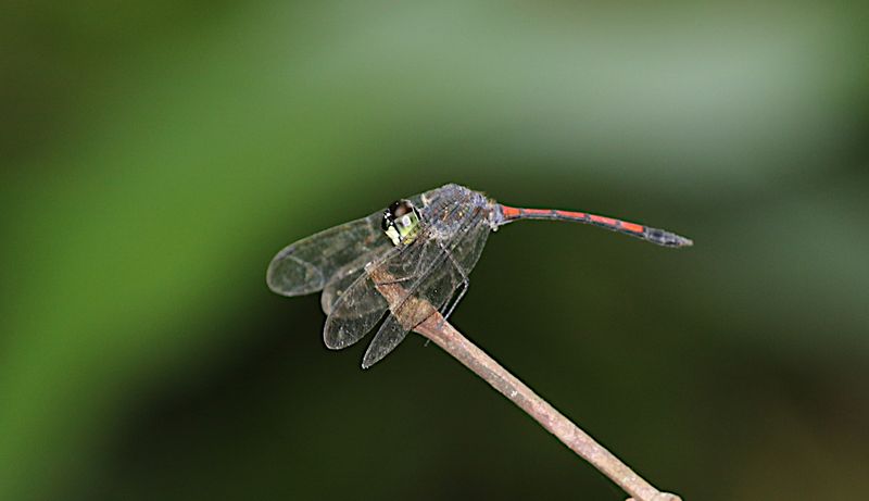 Grenadier (Agrionoptera insignis)