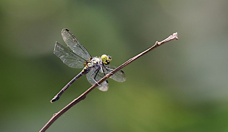 Grenadier (Agrionoptera insignis)