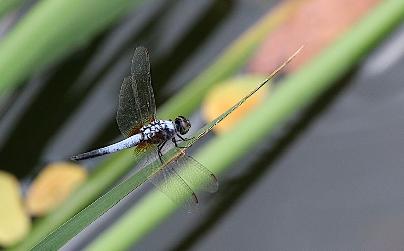 Oriental Blue Dasher (Brachydiplax chalybea)