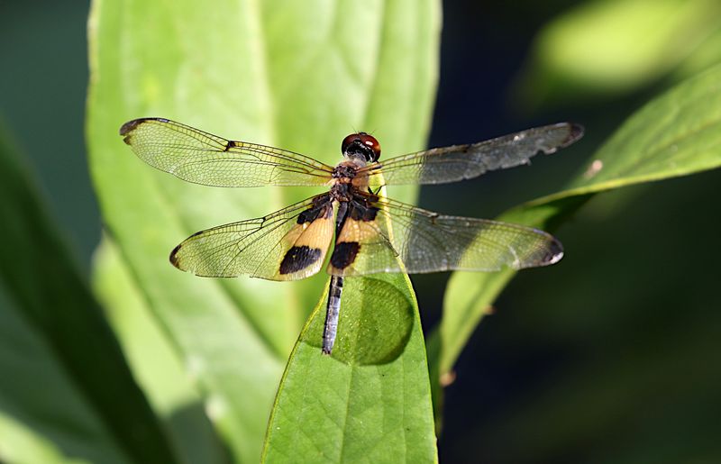 Yellow-striped Flutterer (Rhyothemis phyllis