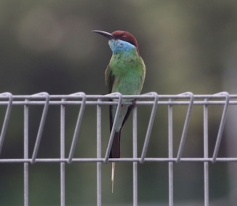 Blue-tailed Bee-eater