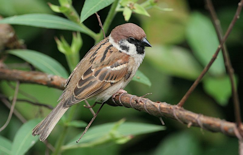 Eurasian Sparrow