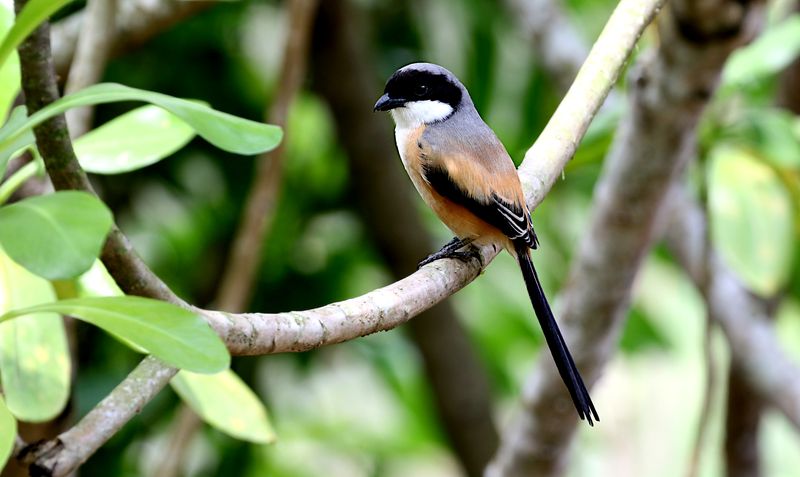 Long-tailed Shrike