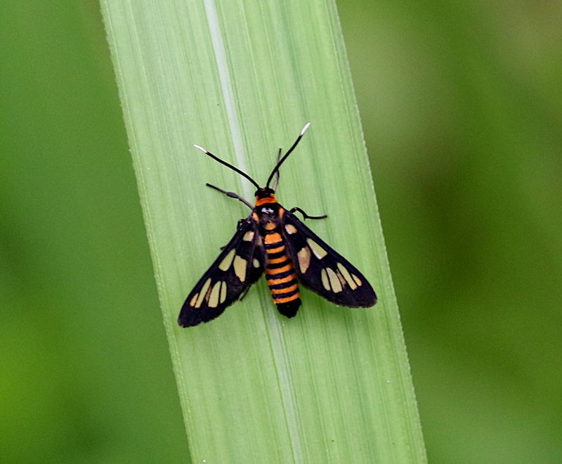 Hbner's (Wasp Moth Amata )
