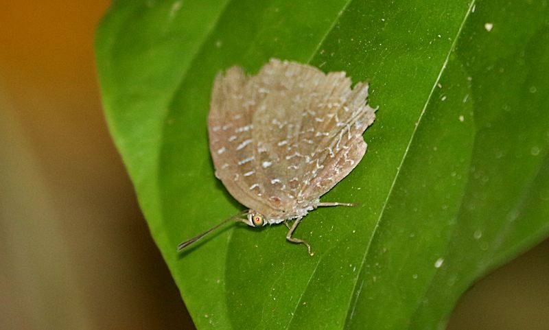 White-dot Oakblue (Arhopala democritus)