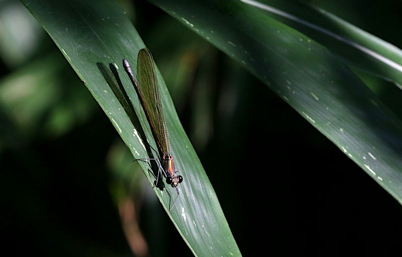 Mnais andersoni 