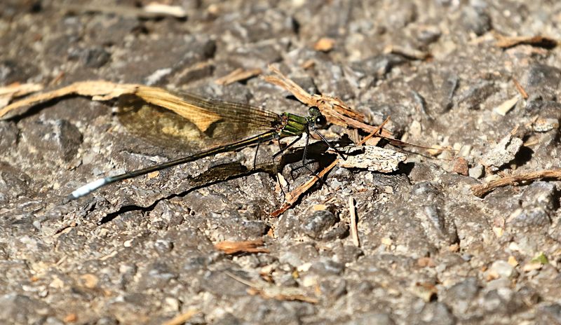 Mnais andersoni 