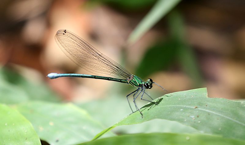 Mnais andersoni