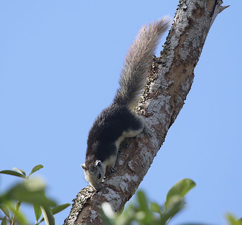 Finlayson's Squirrel (Callosciurus finlaysonii)
