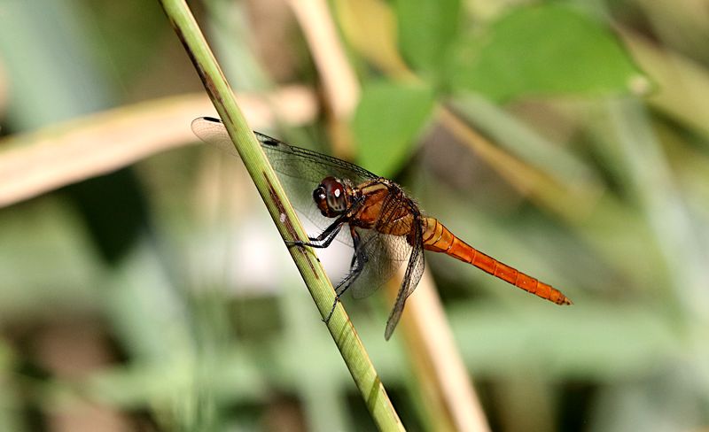 Orange Skimmer (Orthetrum testaceum)