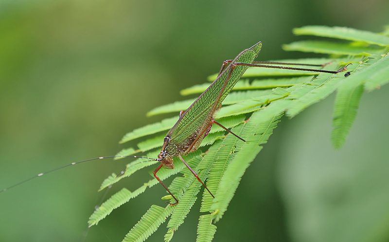  Black-footed Bush-Cricket (Phaneroptera nigroantennata) 