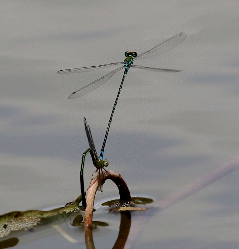 Blue Riverdamsel (Pseudagrion microcephalum)