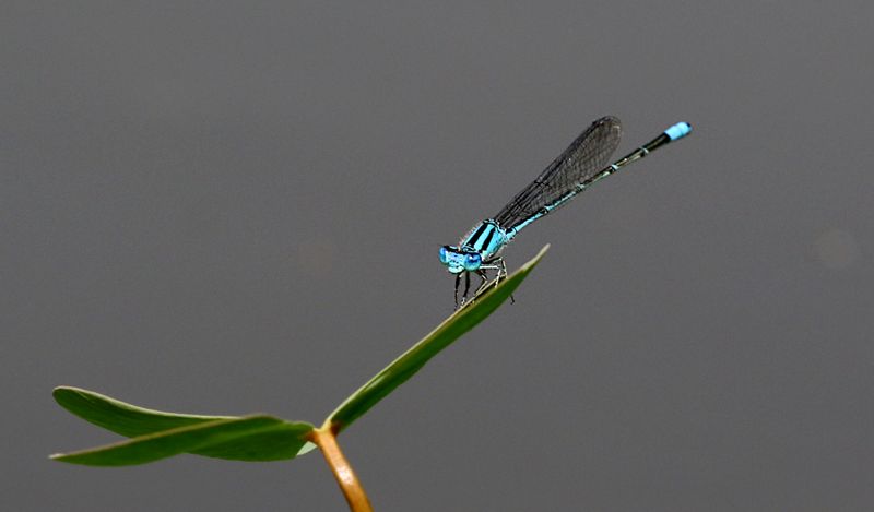 Blue Riverdamsel (Pseudagrion microcephalum)
