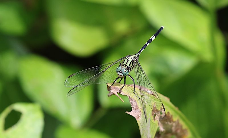 Green Marsh Hawk (Orthetrum sabina)