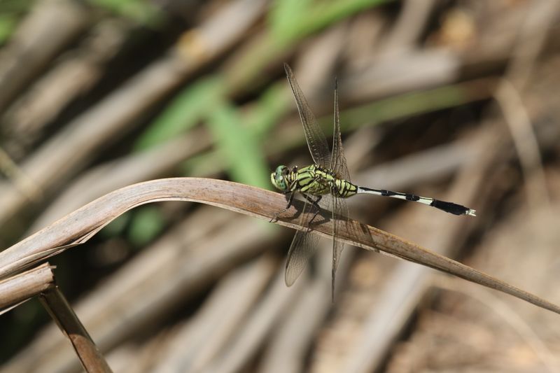 Green Marsh Hawk (Orthetrum sabina)