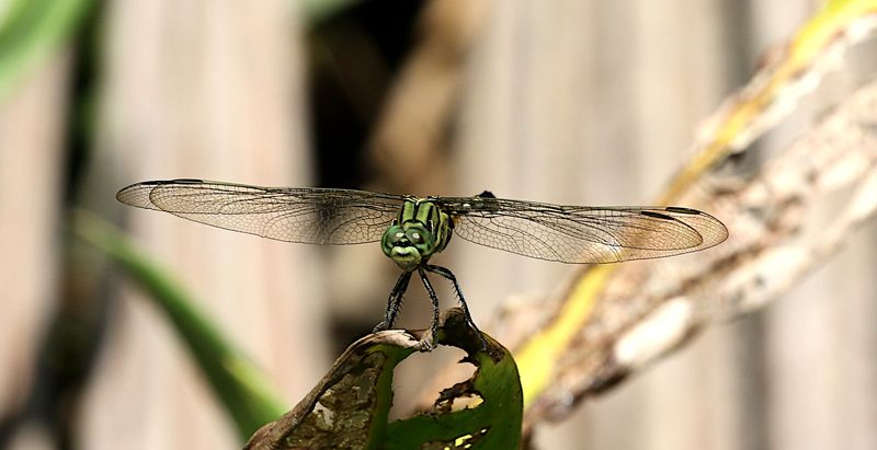 Green Marsh Hawk (Orthetrum sabina)