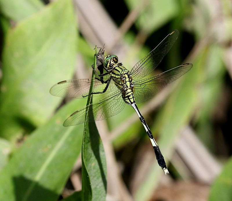 Green Marsh Hawk (Orthetrum sabina)