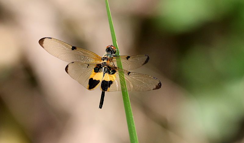Yellow-striped Flutterer (Rhyothemis phyllis)