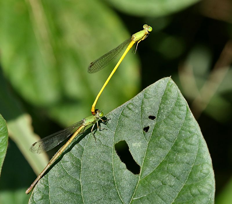 Ceriagrion indochinese
