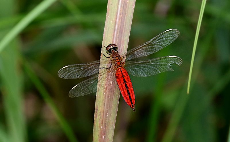 Lyriothemis pallidistigm