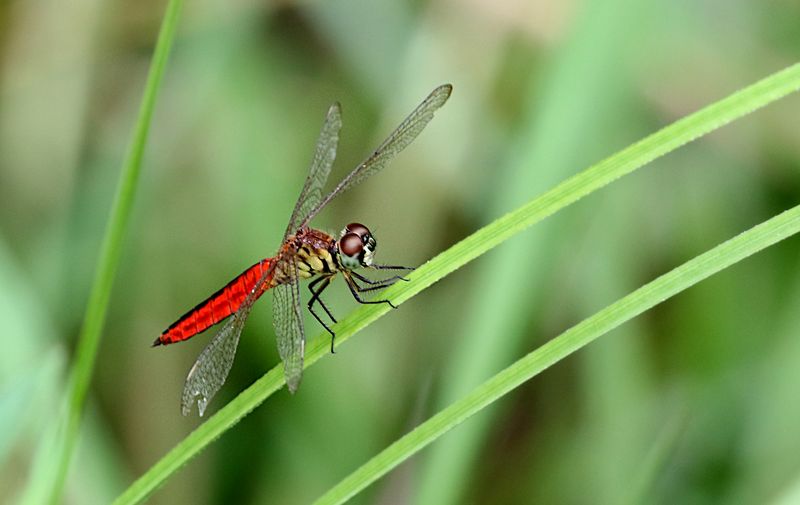 Lyriothemis pallidistigm