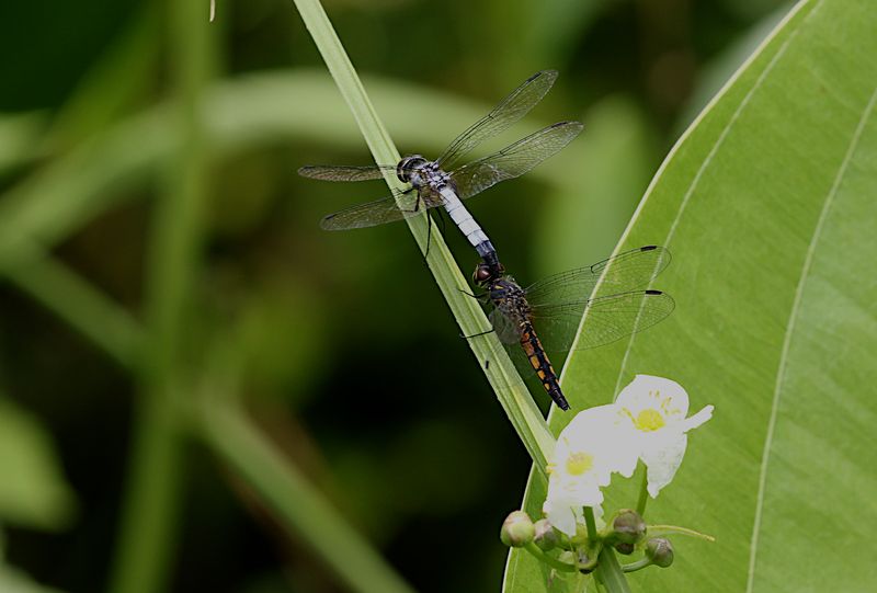 Pond Adjutant (Aethriamanta gracilis)