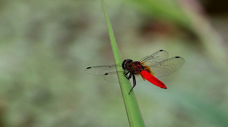 Scarlet Adjudant (Aethriamanta brevipennis)