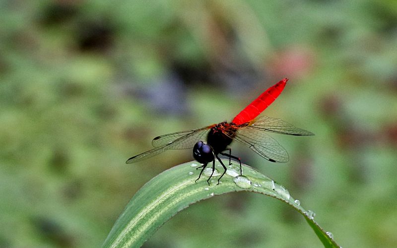 Scarlet Adjudant (Aethriamanta brevipennis)