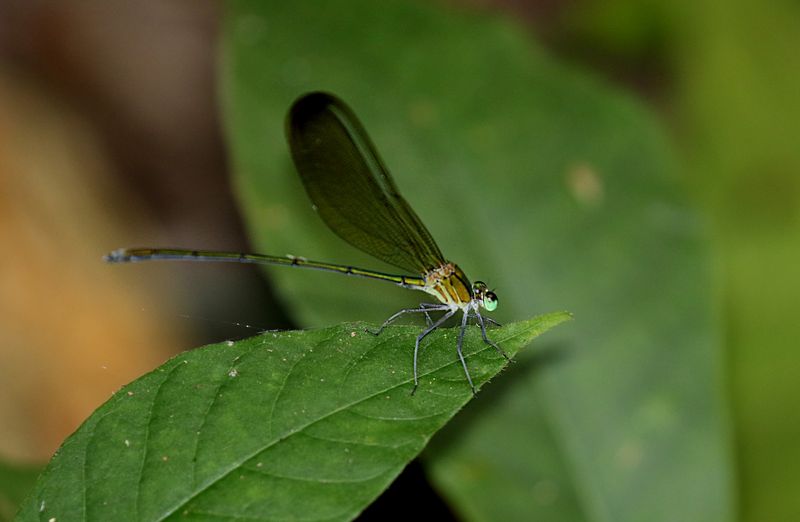 Clear-winged Forest Glory (Vestalis gracilis)