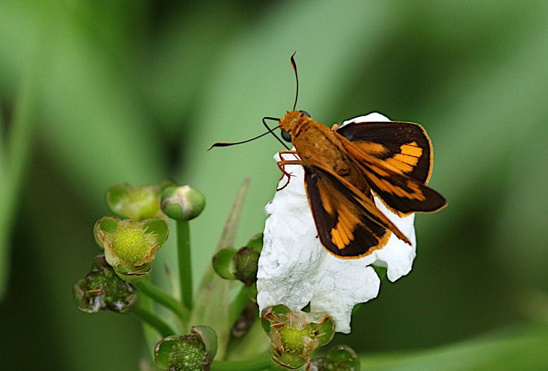 Plain Palm Dart (Cephrenes acalle ssp. niasicus)