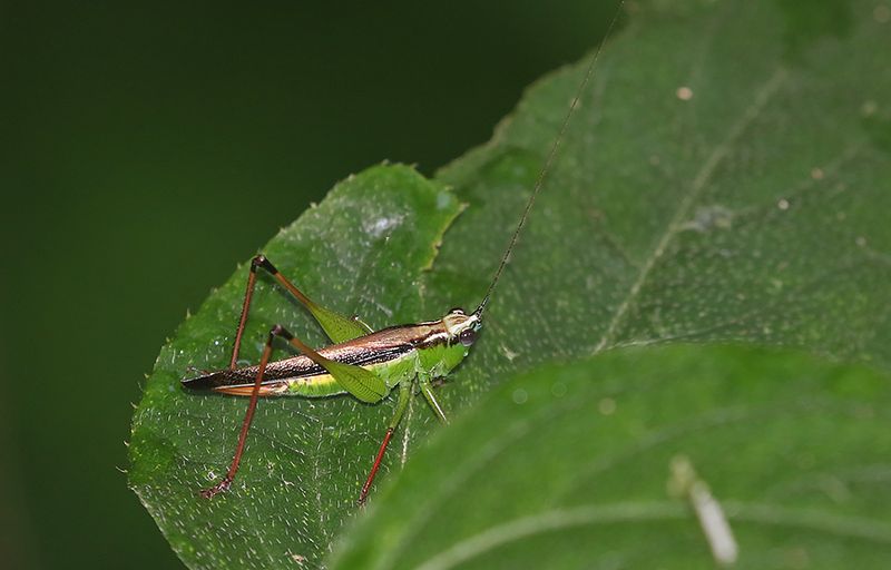 Black-kneed Meadow Katydid (Conocephalus melaenus)