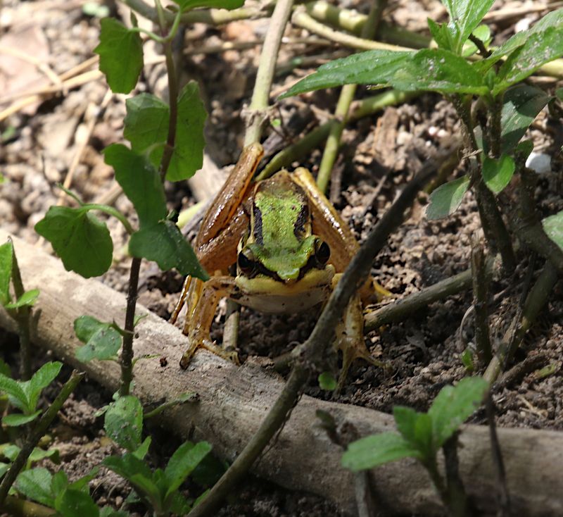 Green Paddy Frog (Hylarana erythraea)