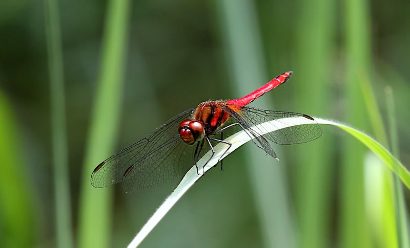 Odonata of Thailand (dragonflies and damselflies)
