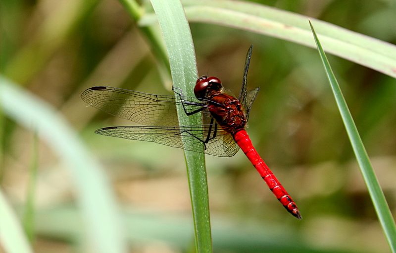 Sympetrum thailandensis