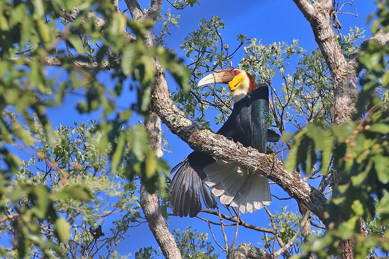 Wreathed Hornbill