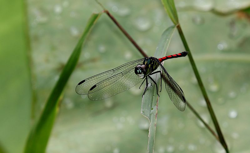  Grenadier (Agrionoptera insignis) 