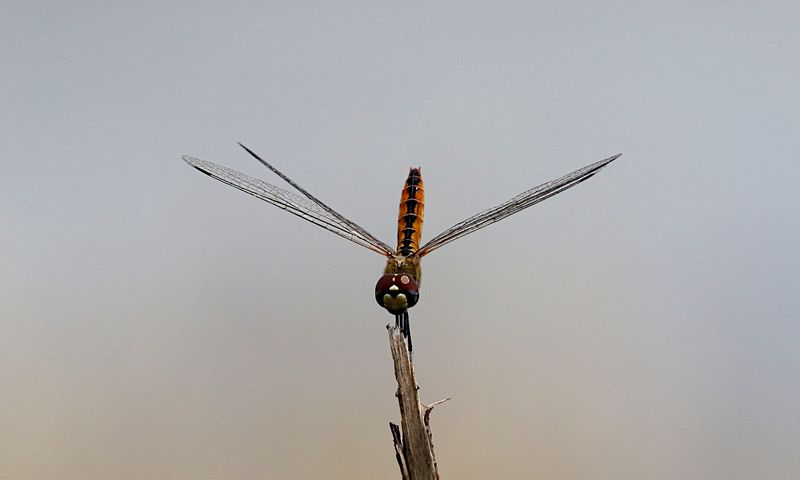 Wandering Pennant (Macrodiplax cora)