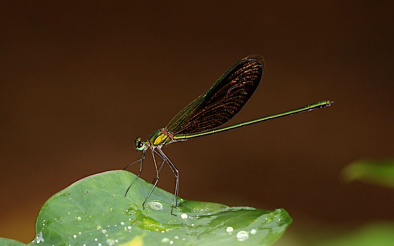 Green Metalwing (Neurobasis chinensis)