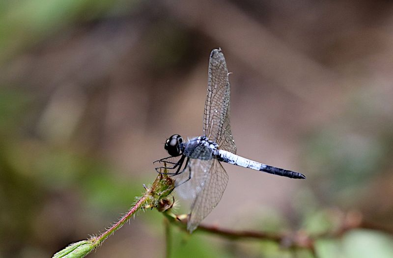 Emerald-flanked Marsh Hawk (Brachydiplax farinosa)