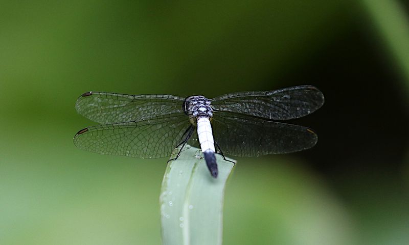 Emerald-flanked Marsh Hawk (Brachydiplax farinosa)