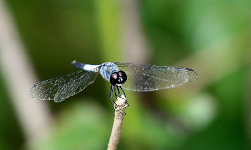 Emerald-flanked Marsh Hawk (Brachydiplax farinosa)