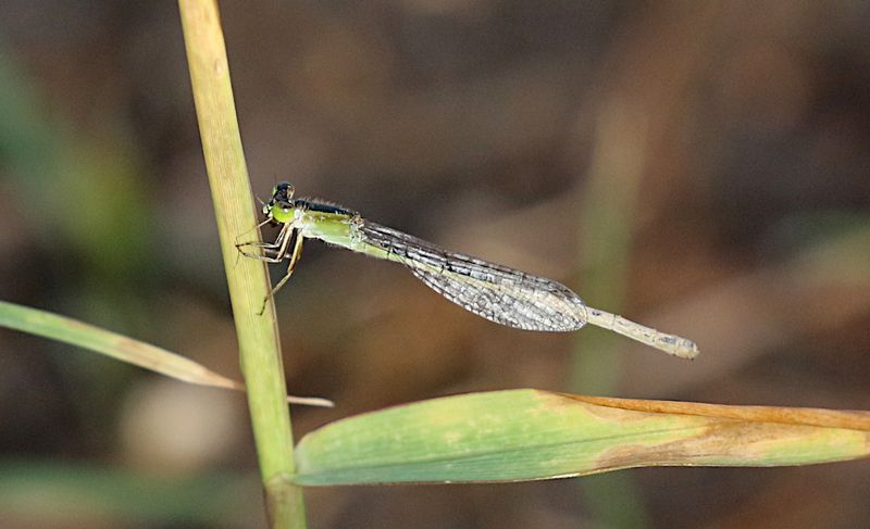 Common Bluetail (Ischnura senegalensis)