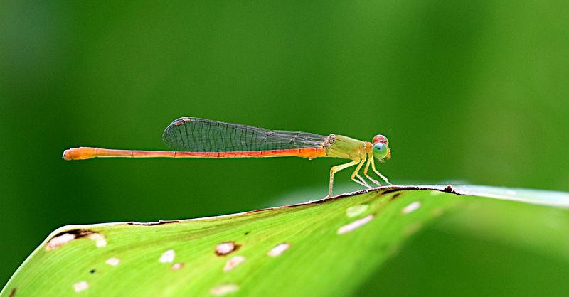 Orange-tailed Sprite