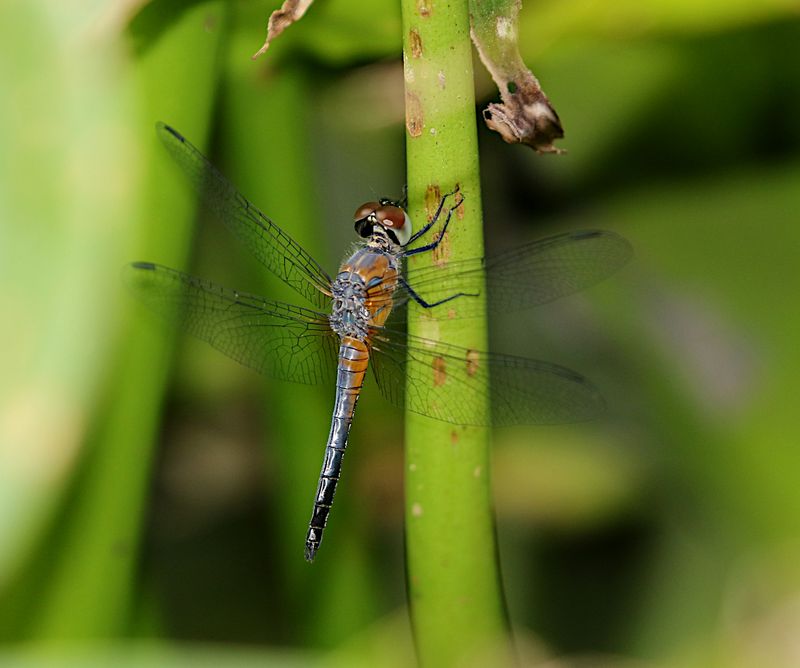 Oriental Blue Dasher (Brachydiplax chalybea)