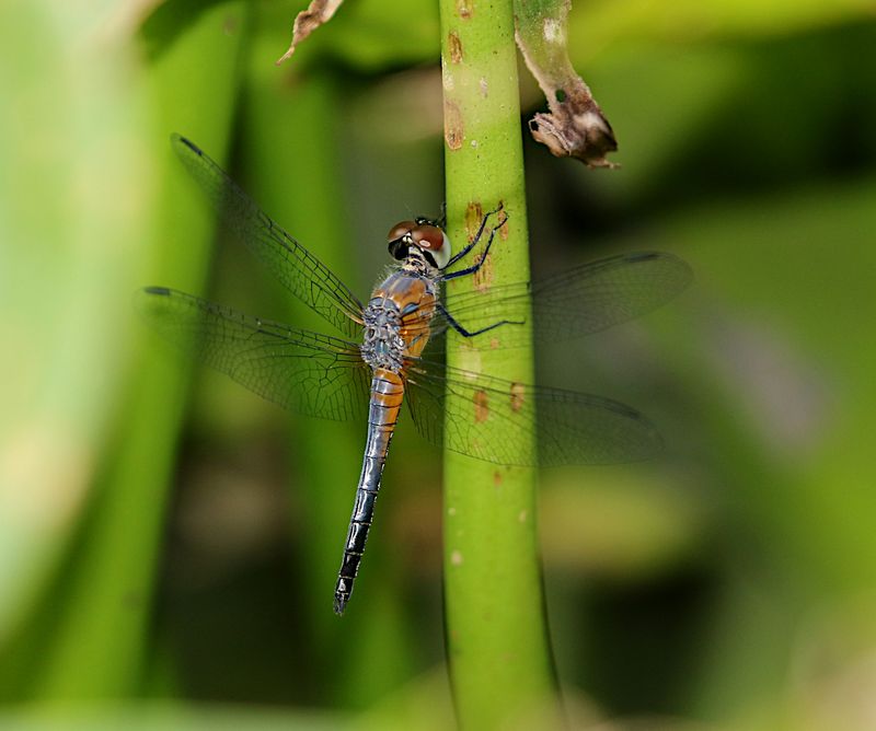 Oriental Blue Dasher (Brachydiplax chalybea)