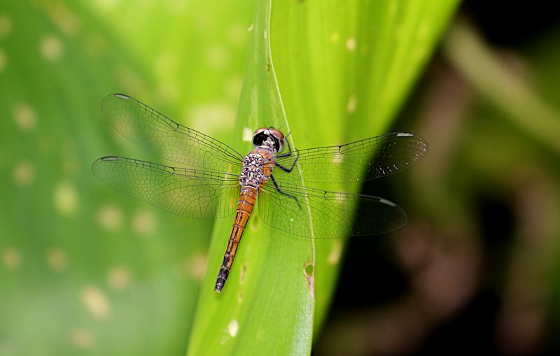 Oriental Blue Dasher (Brachydiplax chalybea)