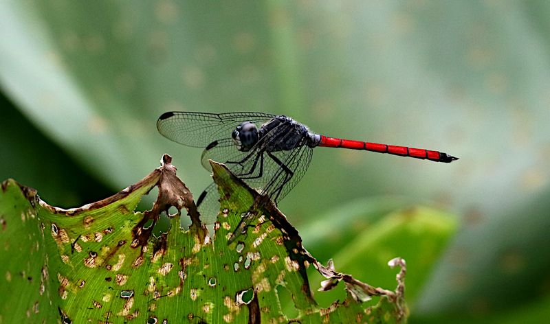 Asian Blood Tail (Lathrecista asiatica)