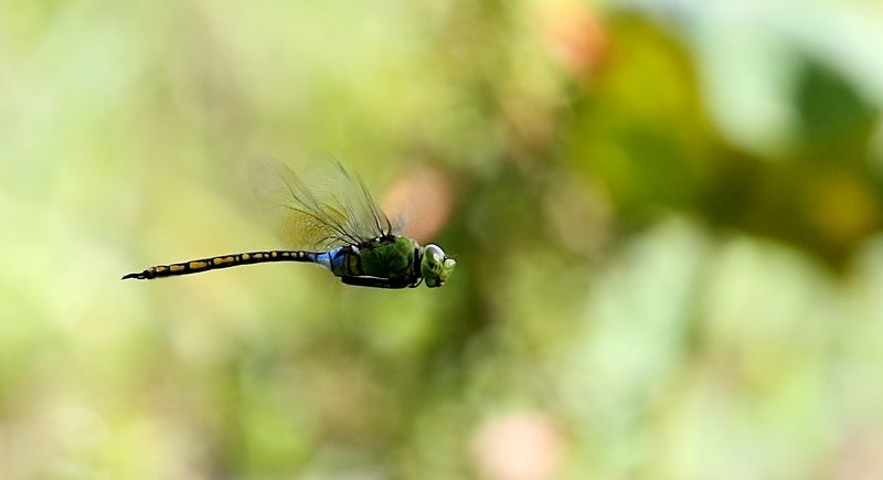  Elephant Emperor (Anax indicus) 