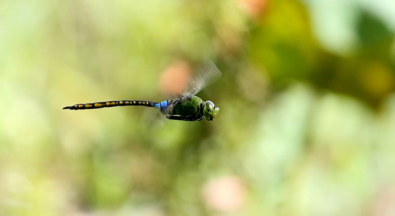  Elephant Emperor (Anax indicus) 