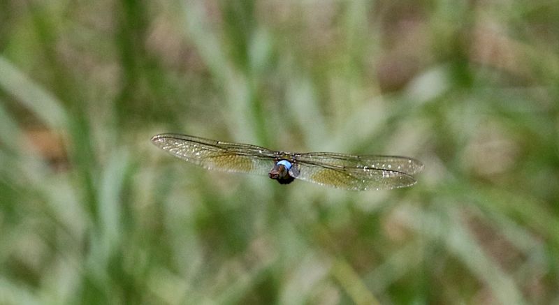  Elephant Emperor (Anax indicus) 